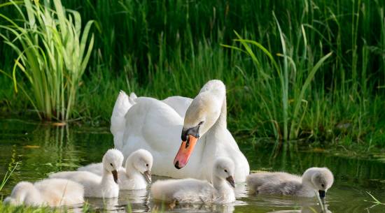 A swan and five cygnets